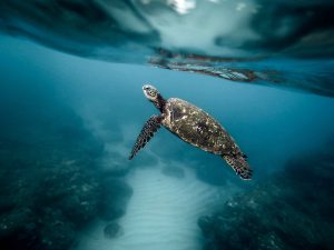 La Tortue verte © Jeremy BISHOP