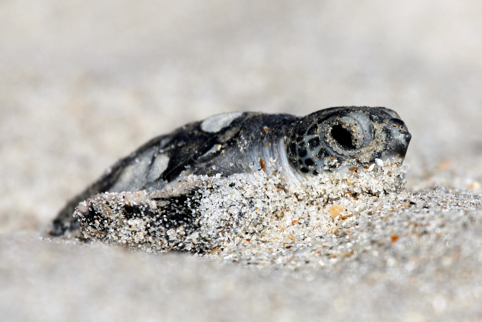 tortue verte © U.S. Fish and Wildlife Service Southeast Region CC BY 2.0