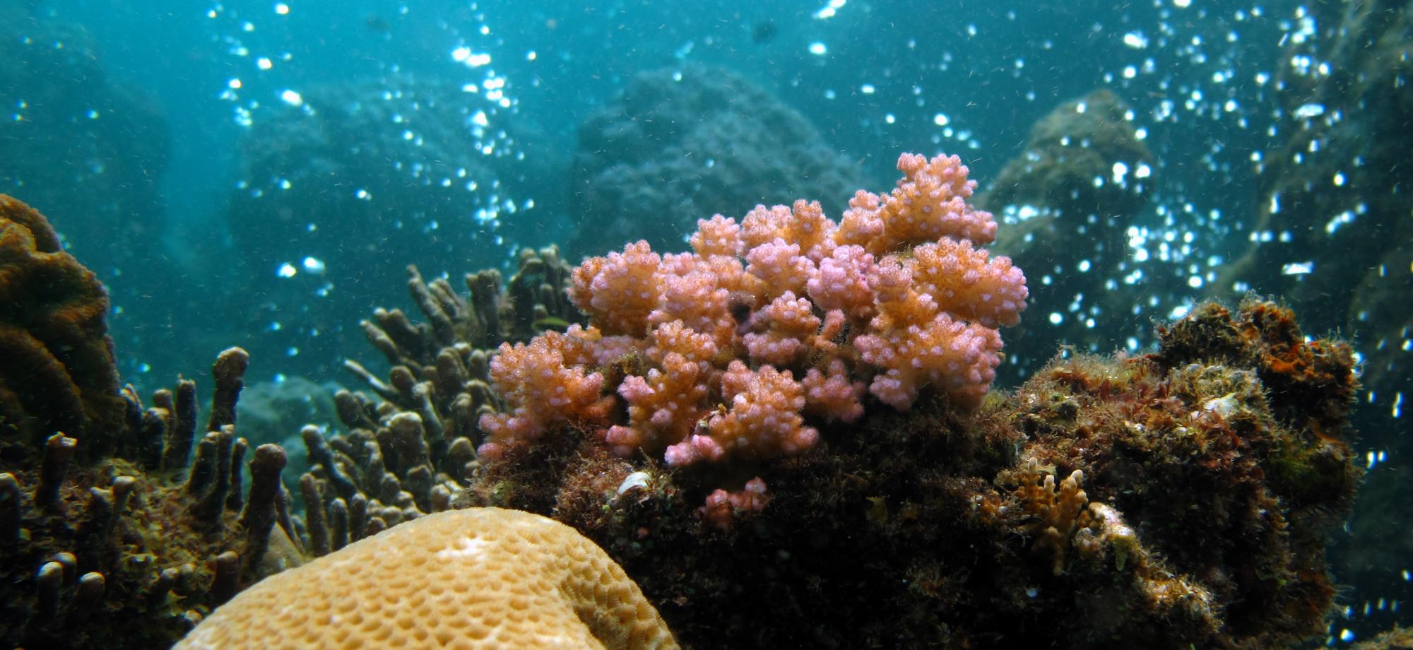 © Australia’s tropical marine research agency