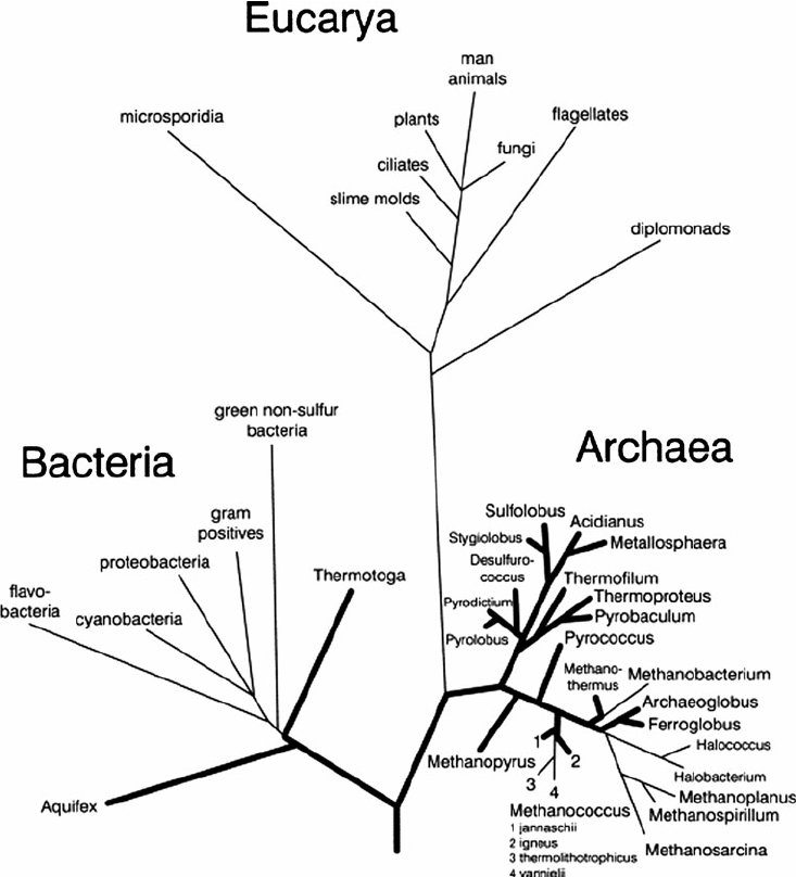 © Woese et al, 1990