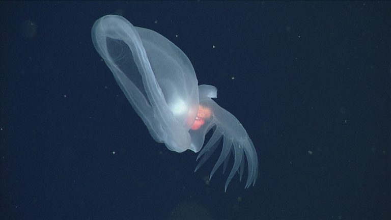 15 11 2024 Cette incroyable limace de mer a été identifiée © MBARI