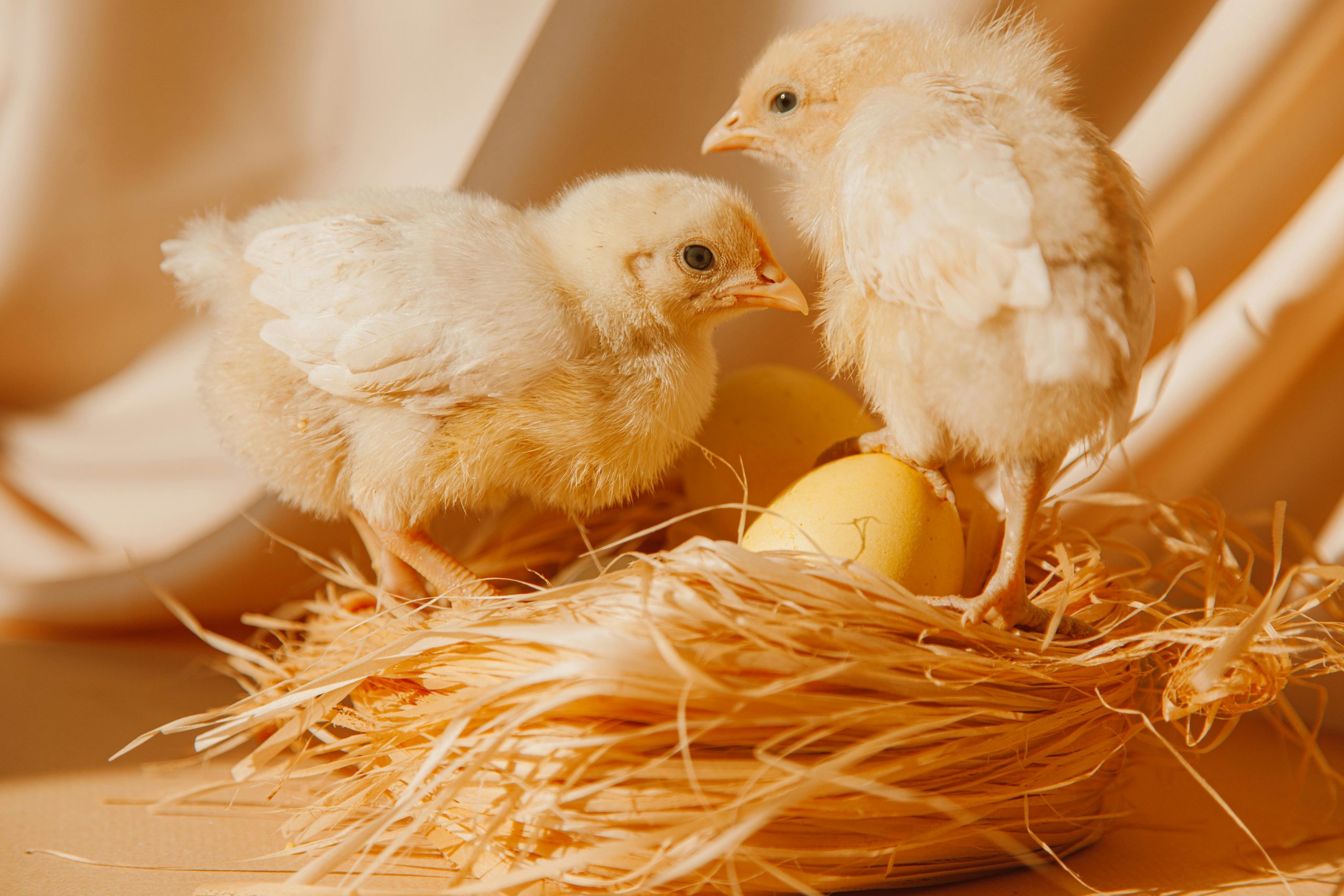 20 11 2024 Enfin une réponse…qui de l’oeuf ou de la poule
