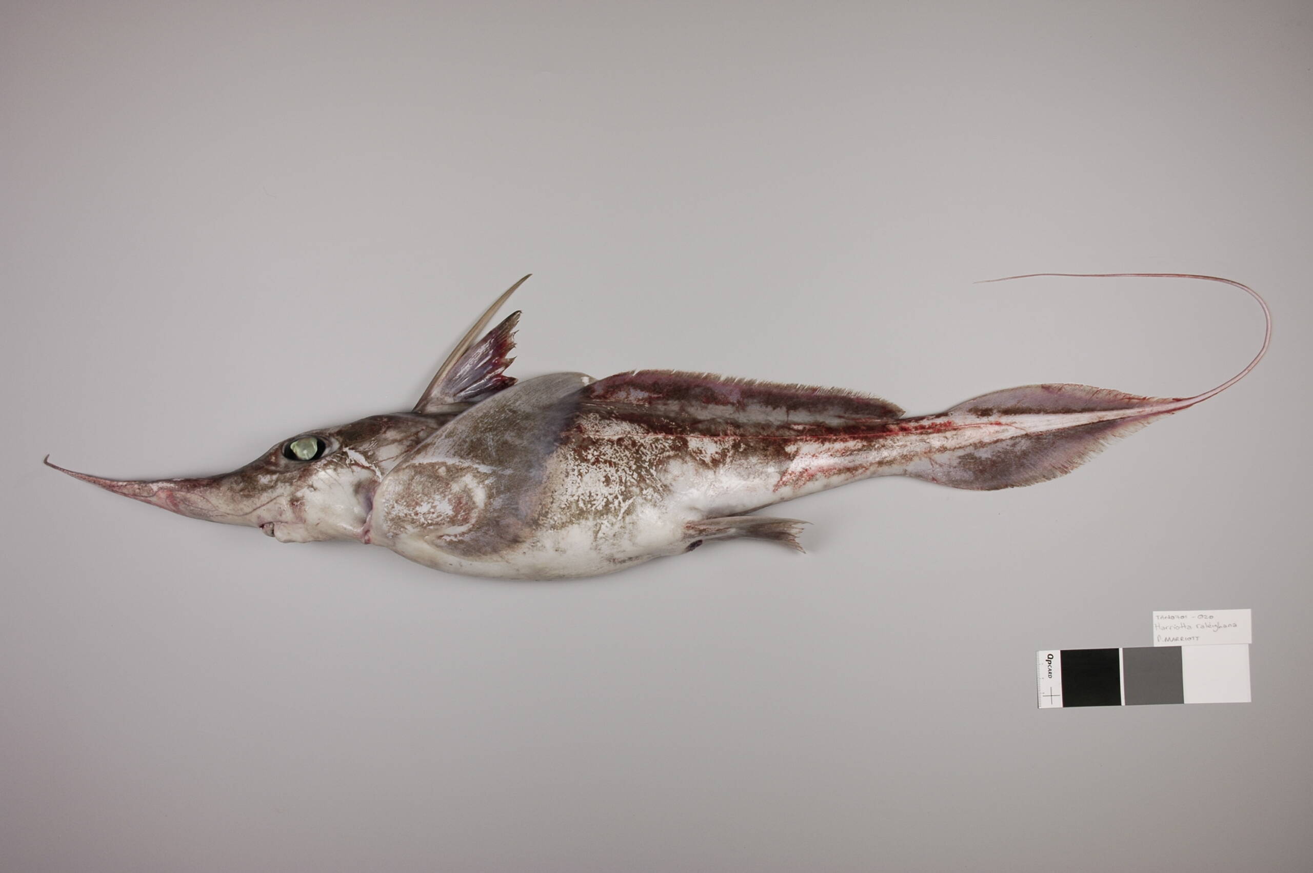 27 09 2024 Découverte d’une nouvelle espèce de requin fantôme © NIWA