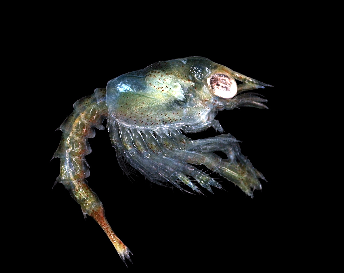 Homarus_gammarus_zoea