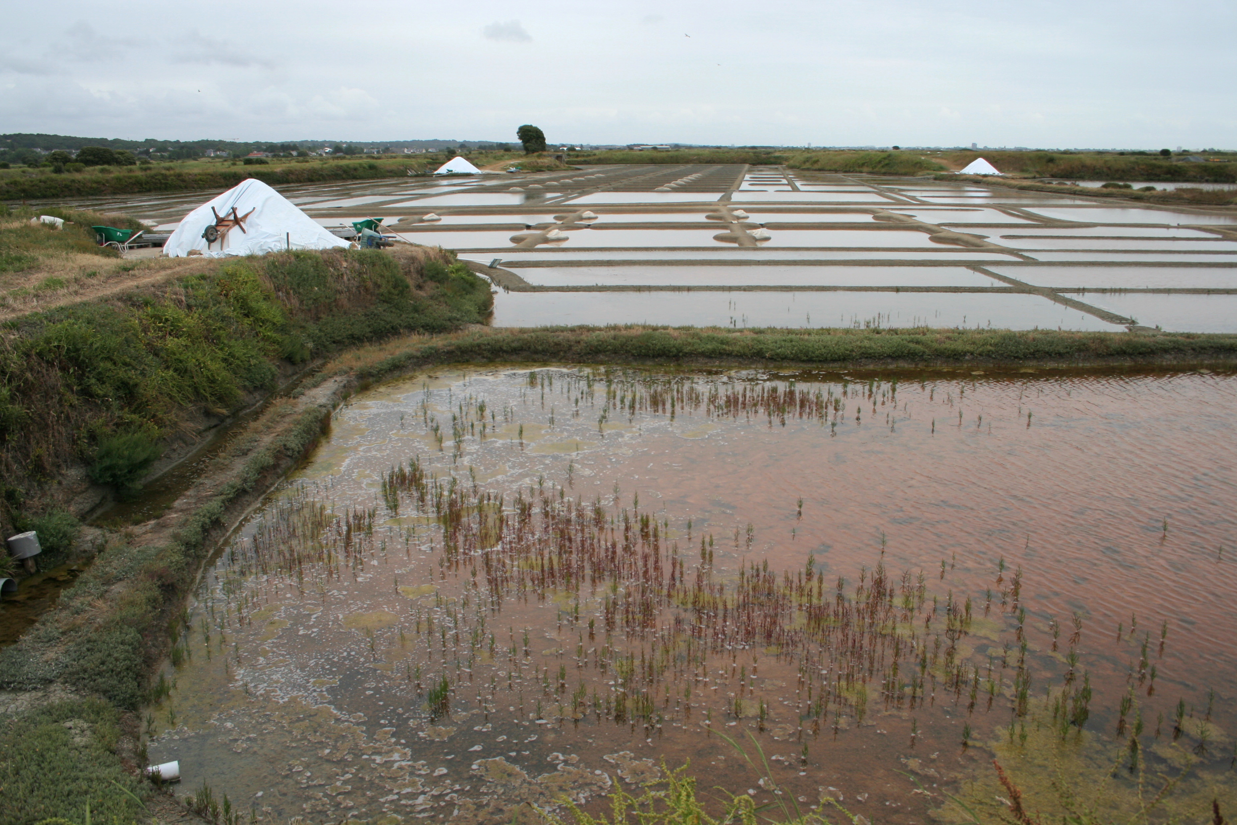 Marais_salants_de_Guerande