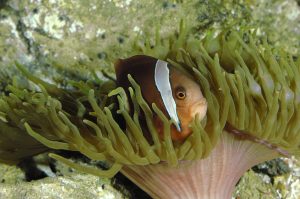 Le poisson clown bistré © Frédéric BASSEMAYOUSSE
