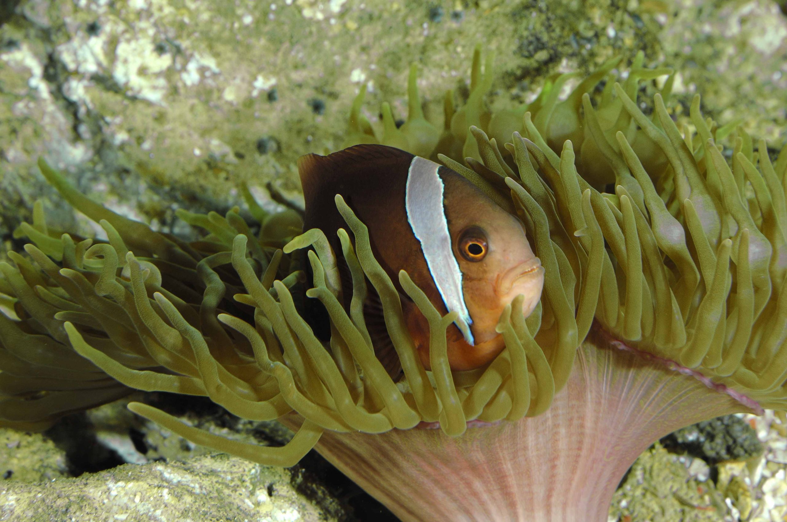poisson clown bistré © Frédéric Bassemayousse, la Cité de la Mer (1)