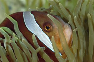 Le poisson clown bistré © F. BASSEMAYOUSSE
