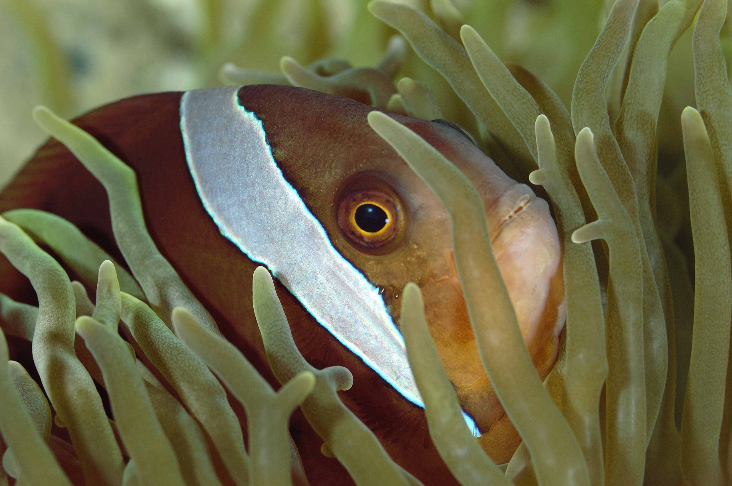 poisson clown bistré © Frédéric Bassemayousse, la Cité de la Mer (2)