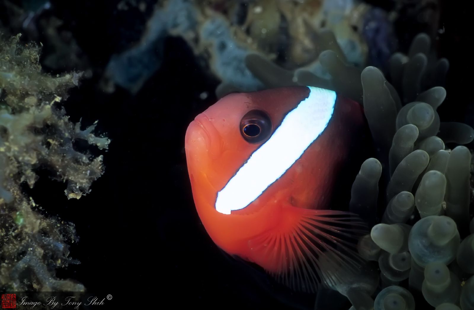 poisson clown bistré © Tony Shih (ctgintl140) CC BY ND 2.0 (3)