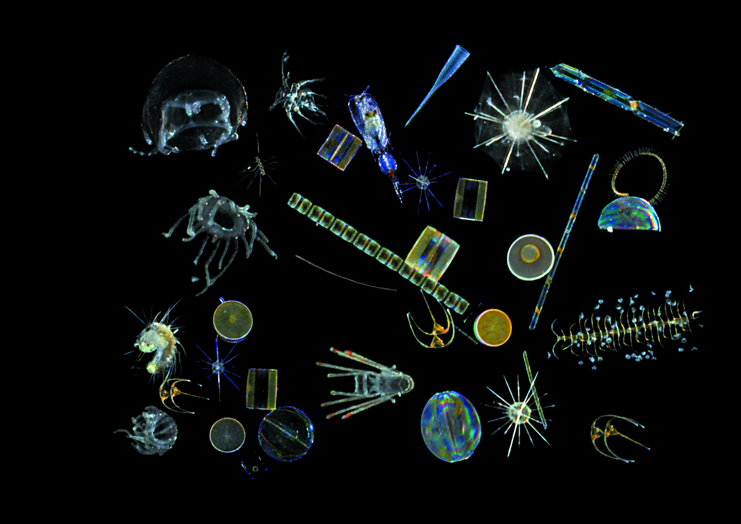 2_Plancton mix © C.Sardet_N.Sardet_Chroniques du plancton_Fondation Tara Océan