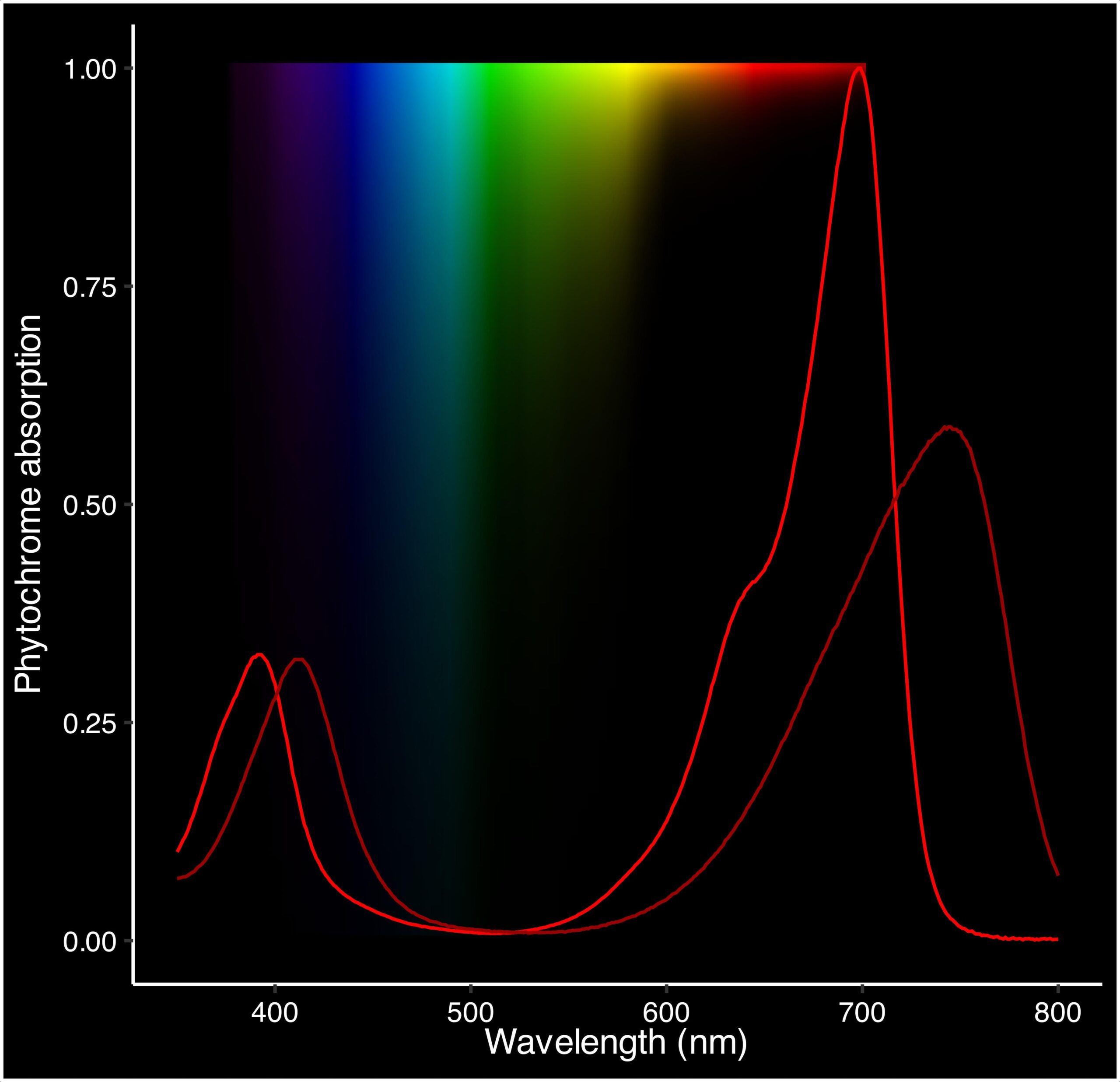 Le phytoplancton et la photosynthèse