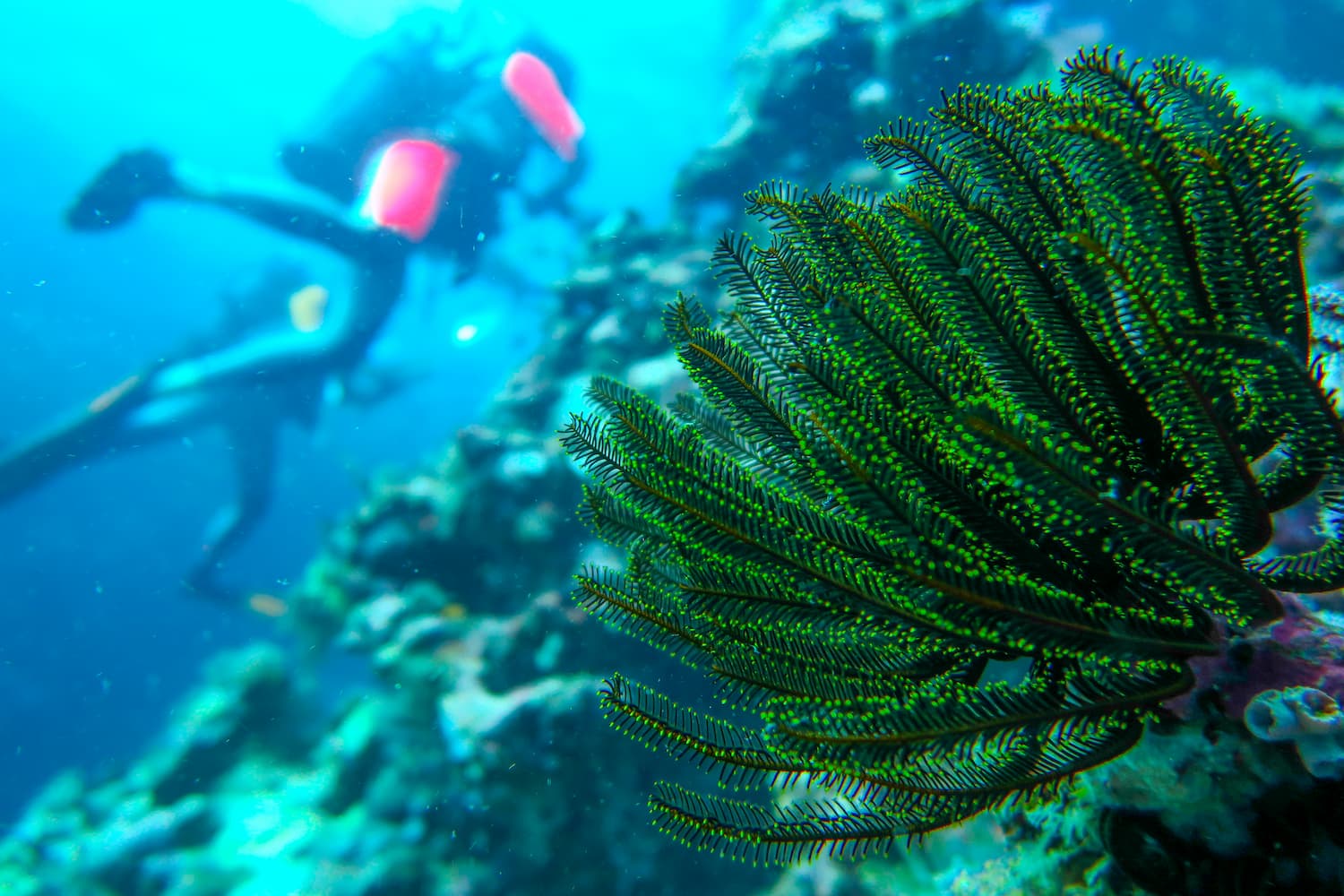Tara Pacific (2016-2018), la biodiversité unique des récifs coralliens © Vincent Hilaire – Fondation Tara Océan