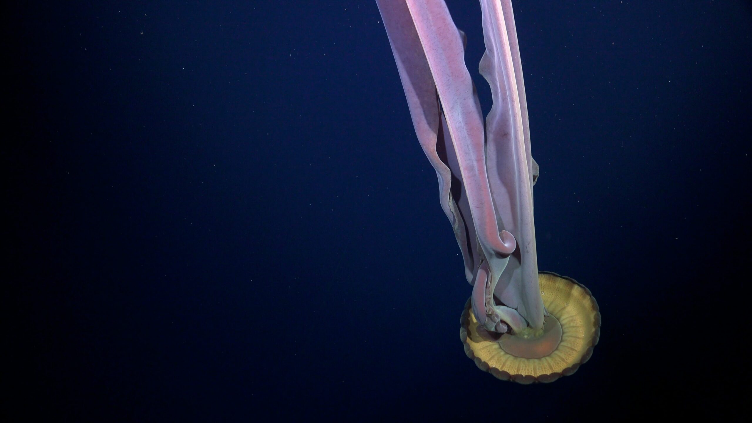 A Giant Phantom Jelly