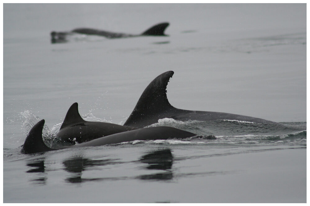 ailerons dauphins