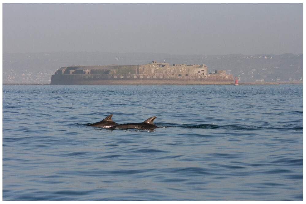 grands dauphins_Cherbourg