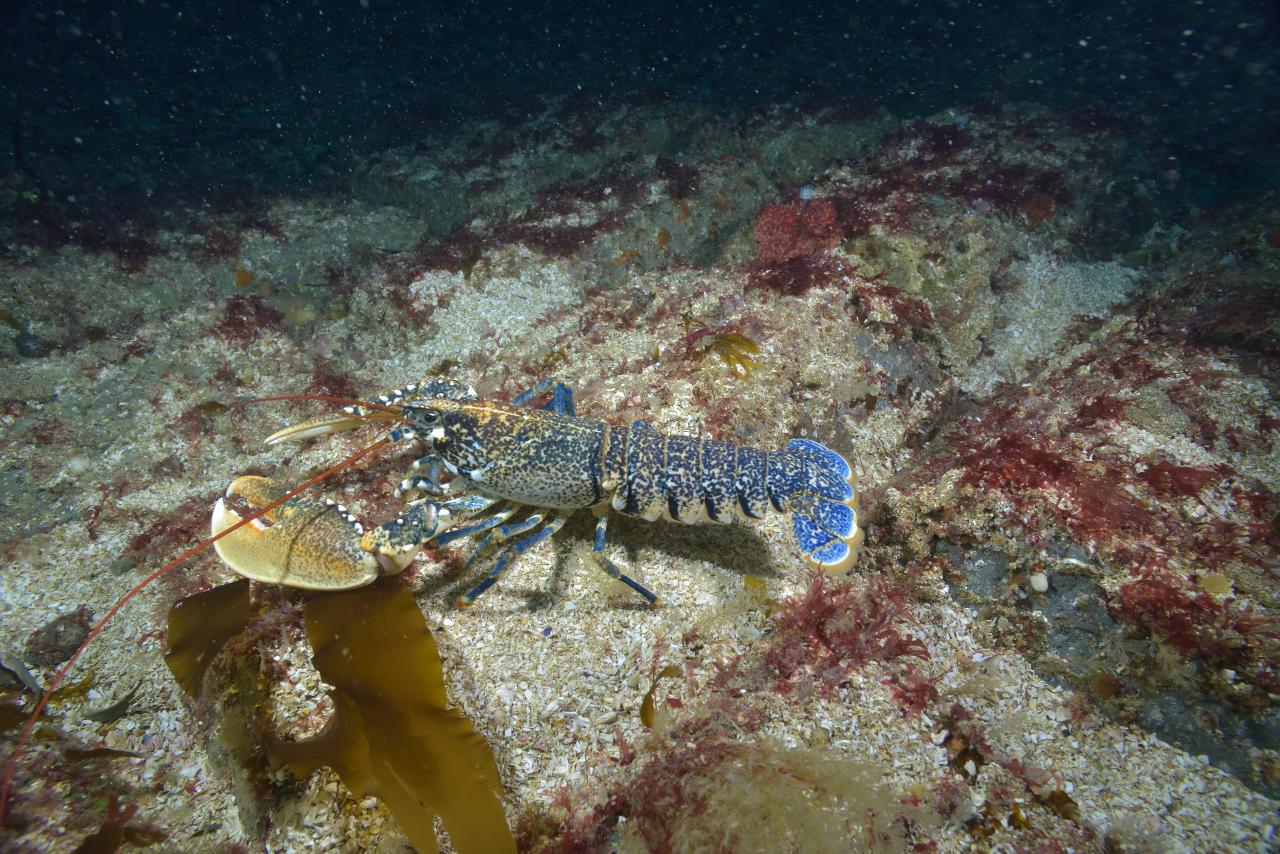 Homard européen (Homarus gammarus)