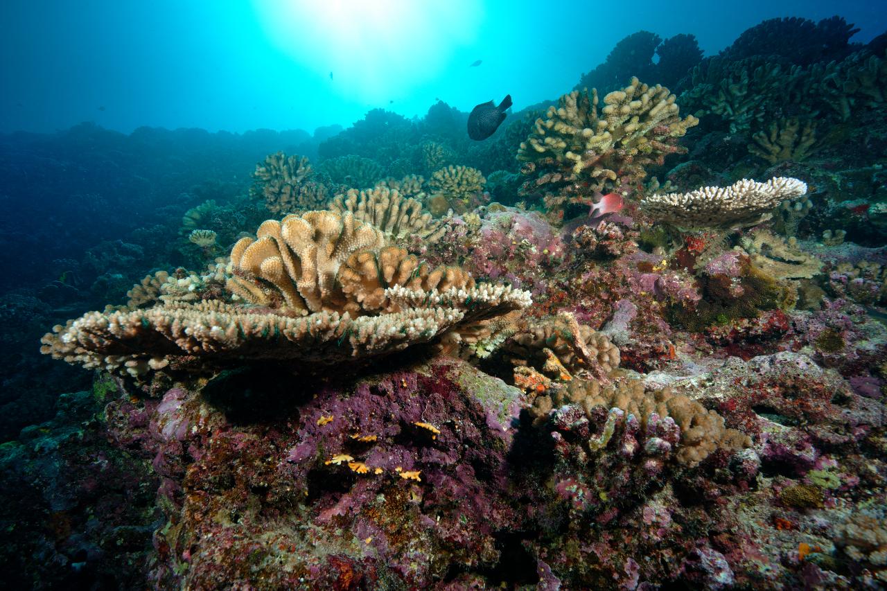 Plongée sur la biodiversité d'un récif corallien (Vairao, Tahiti)