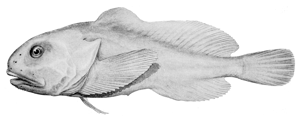 À quoi ressemble réellement le Blobfish (1)