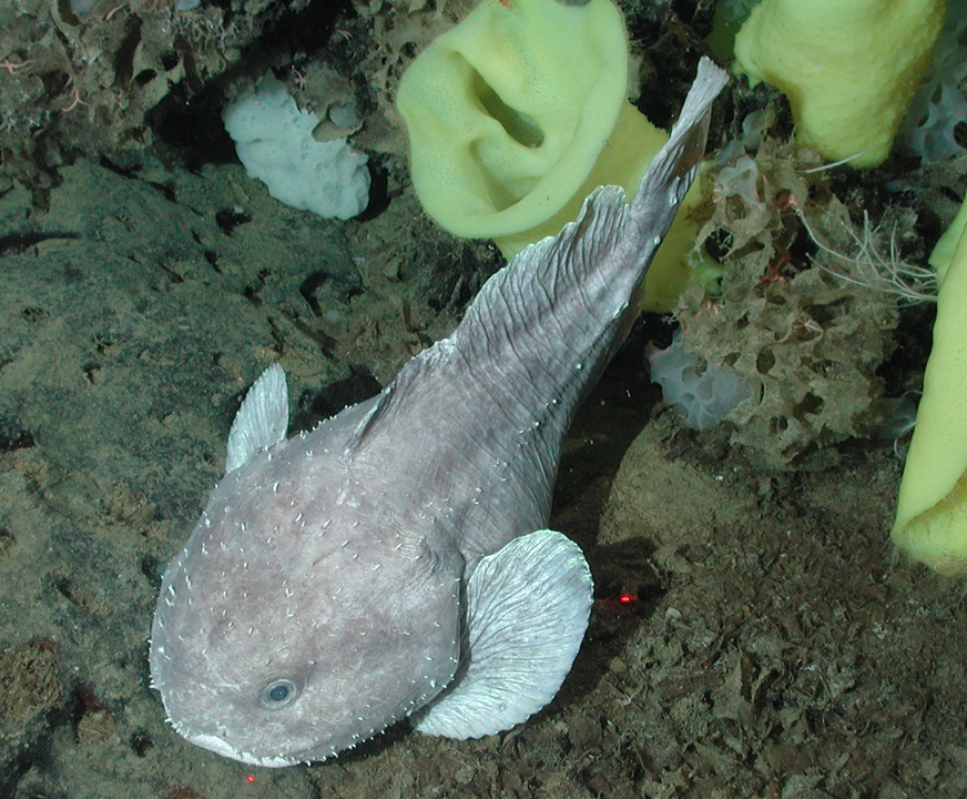 À quoi ressemble réellement le Blobfish (2)