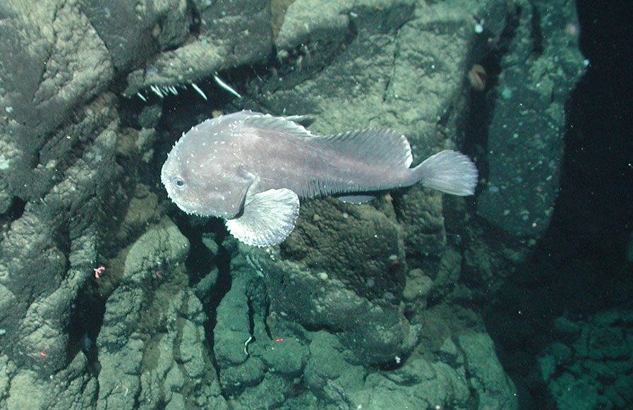 À quoi ressemble réellement le Blobfish (3)