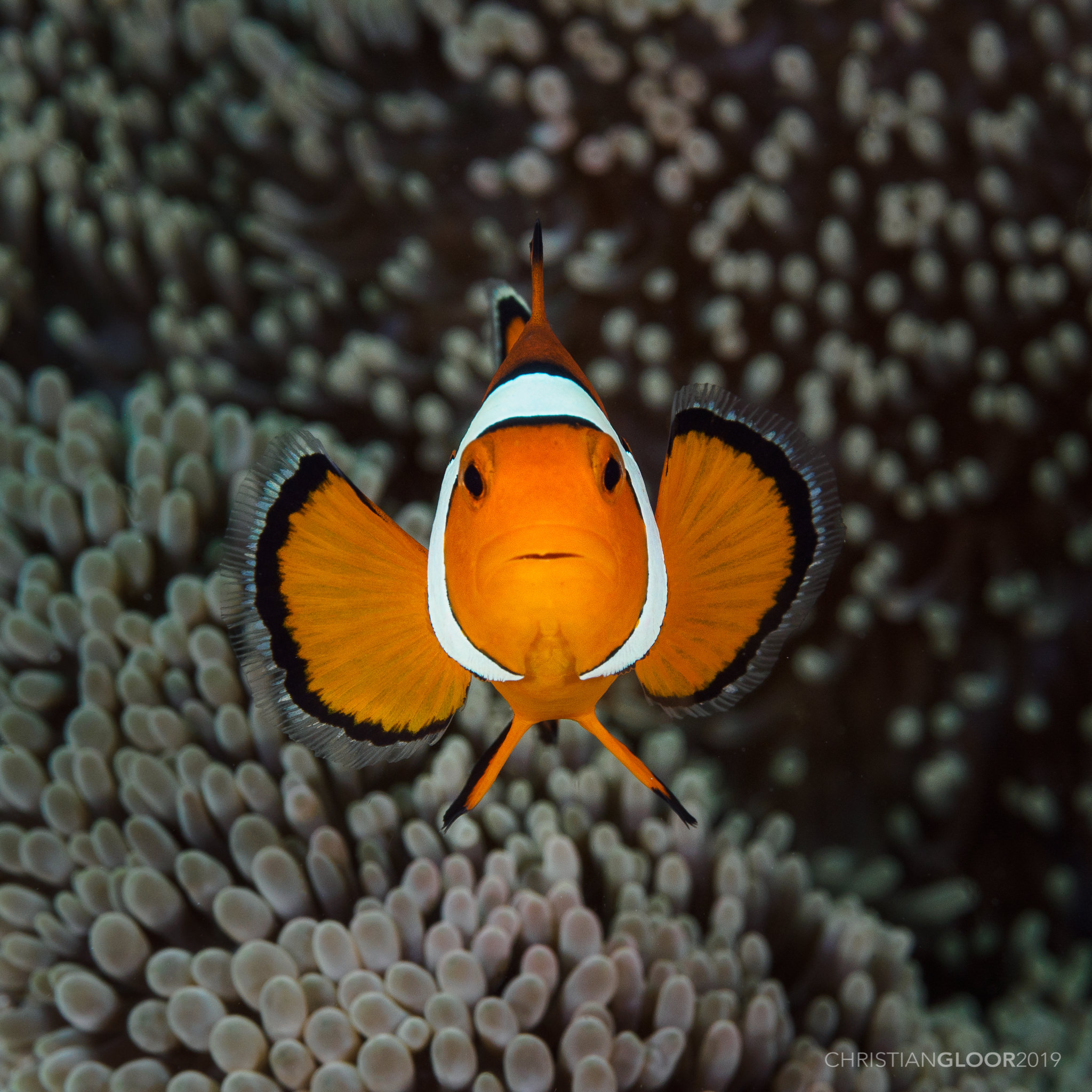 Amphiprion_percula_(48518442056)