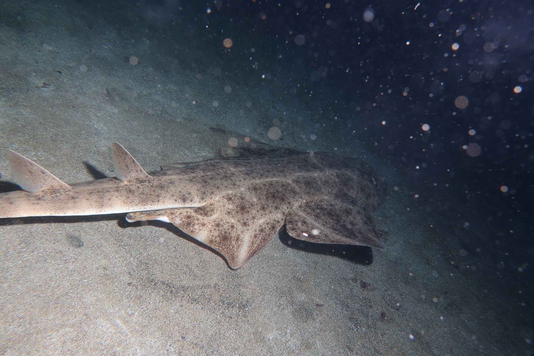 Ange de mer © Julien Renoult CC BY 4.0 – Wikimédia common – INaturalist