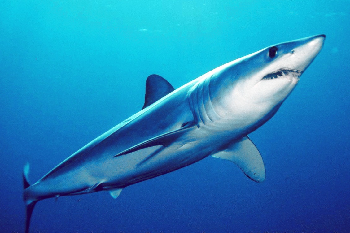Requin Mako © Mark Conlin, SWFSC Large Pelagics Program – NOAA