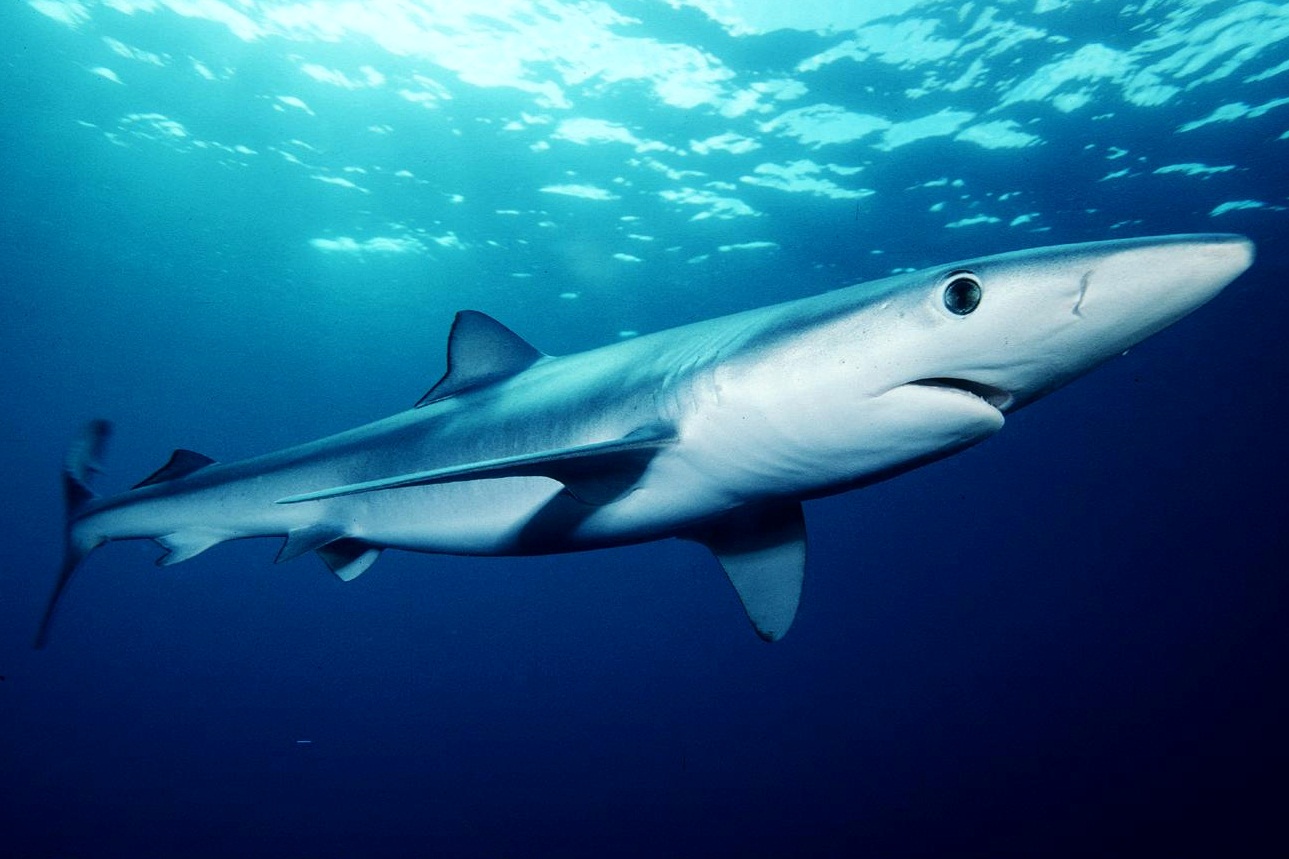 Requin peau bleue © Mark Conlin/NMFS – NOAA