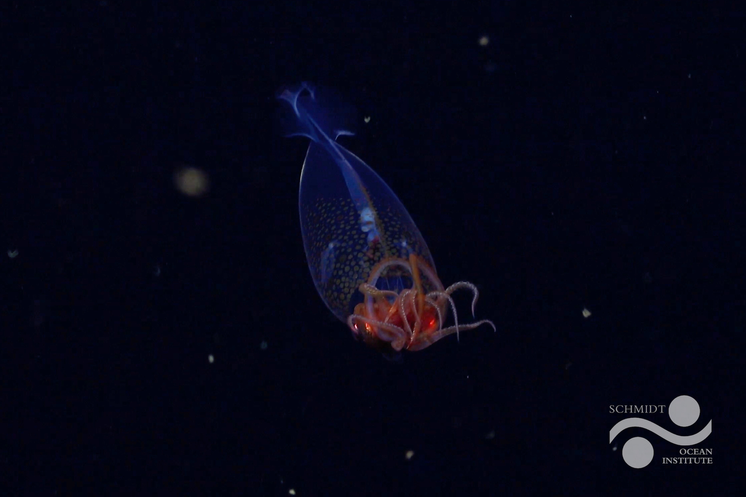 First confirmed live observation of the colossal squid, Mesonychoteuthis hamiltoni, at depth in its natural habitat