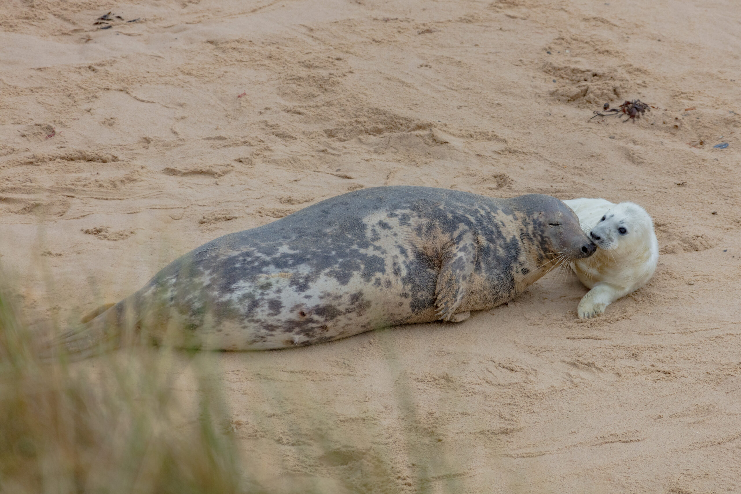 Phoques gris, une mère et son petit, Horsey Beach, Norfolk, Angleterre – 2022 © Diego DELSO CC-BY-SA-4.0