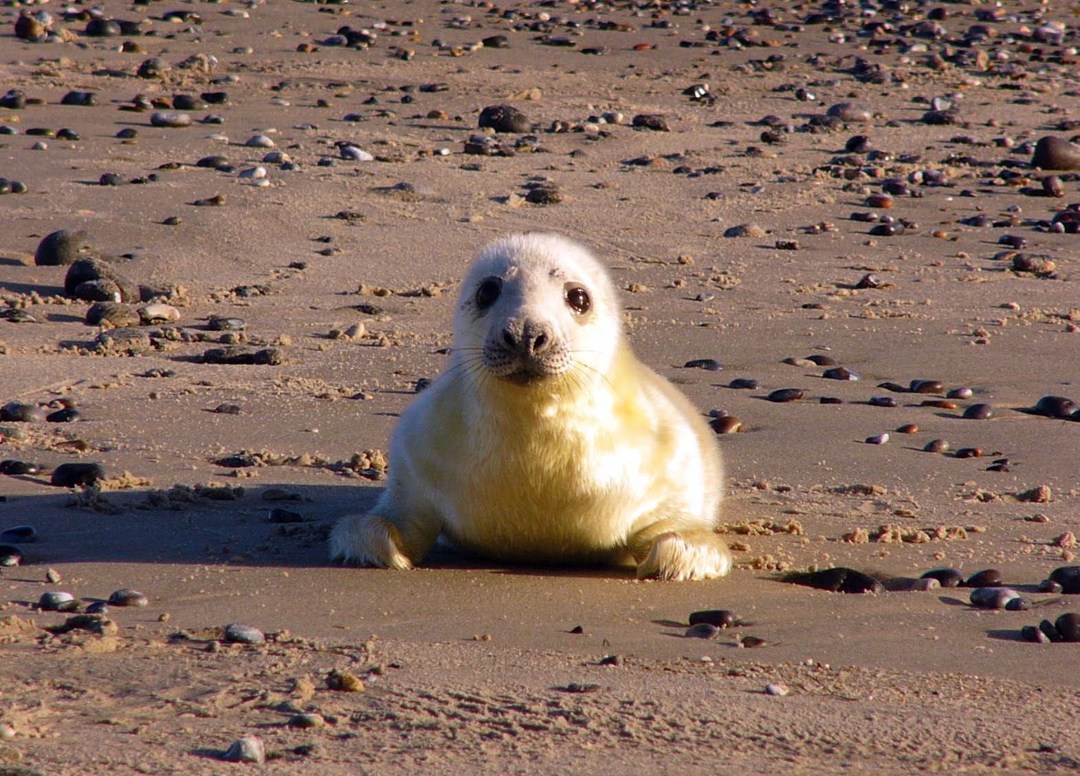 Jeune phoque gris « Blanchon » de 3 jours – Heligoland (Allemagne), 2007 © Andrea TREPTE CC-BY-SA-2.5