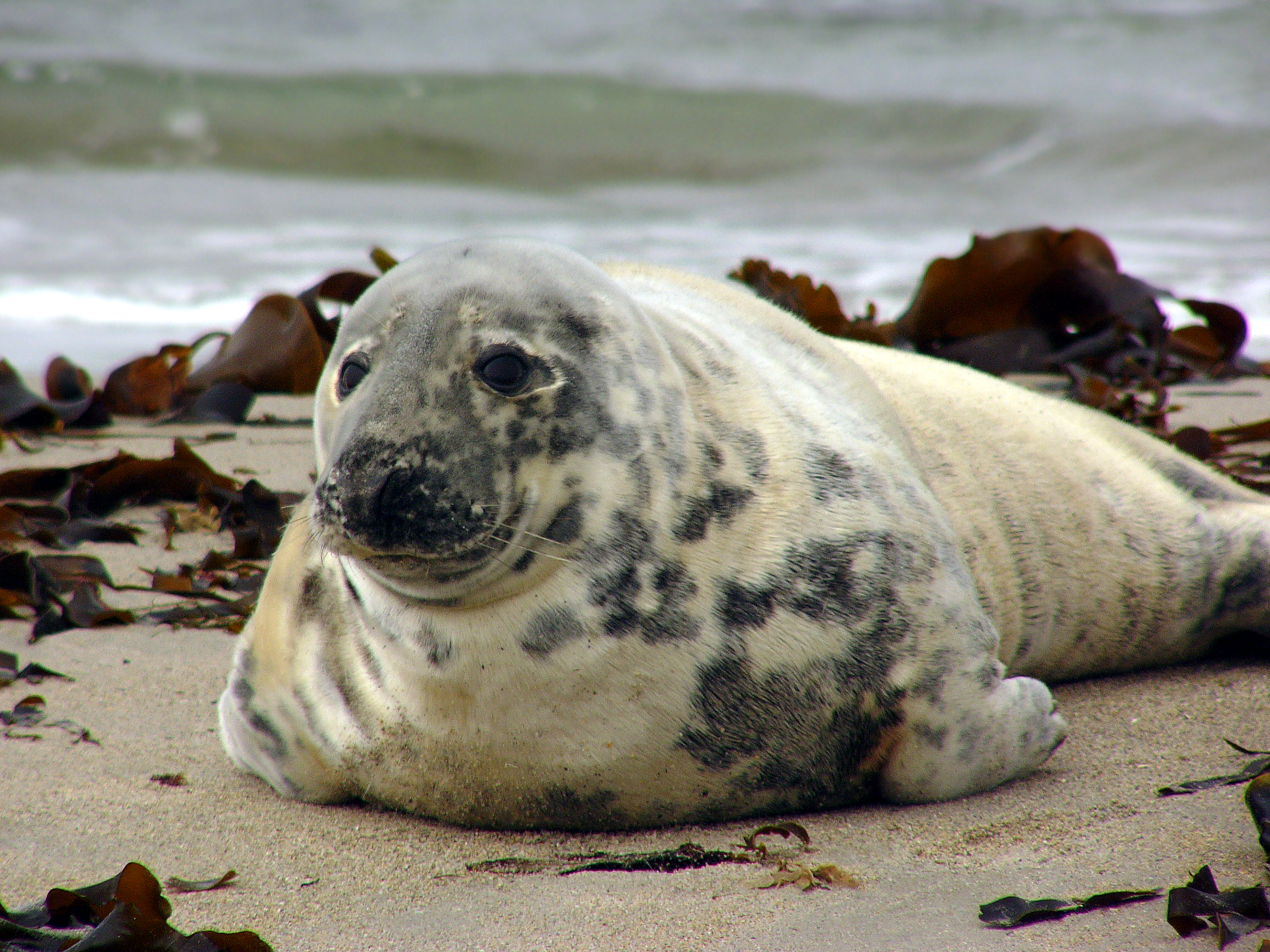 Phoque gris femelle, Heligoland (Allemagne) – 2006 © Andrea TREPTE CC-BY-SA-2.5