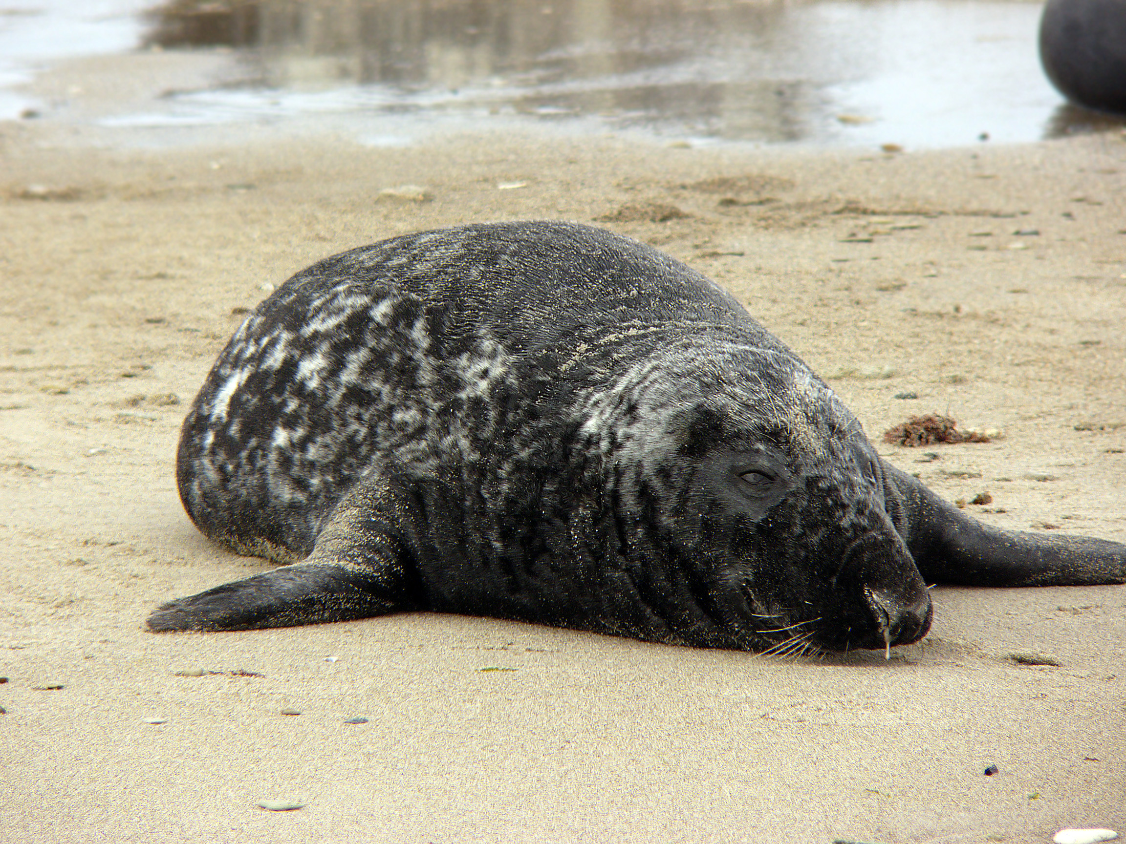 Phoque gris mâle, Heligoland (Allemagne) – 2005 © Andrea TREPTE CC-BY-SA-2.5