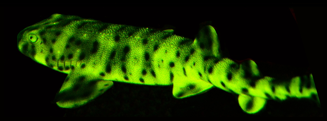 Cephaloscyllium_ventriosum_biofluorescence