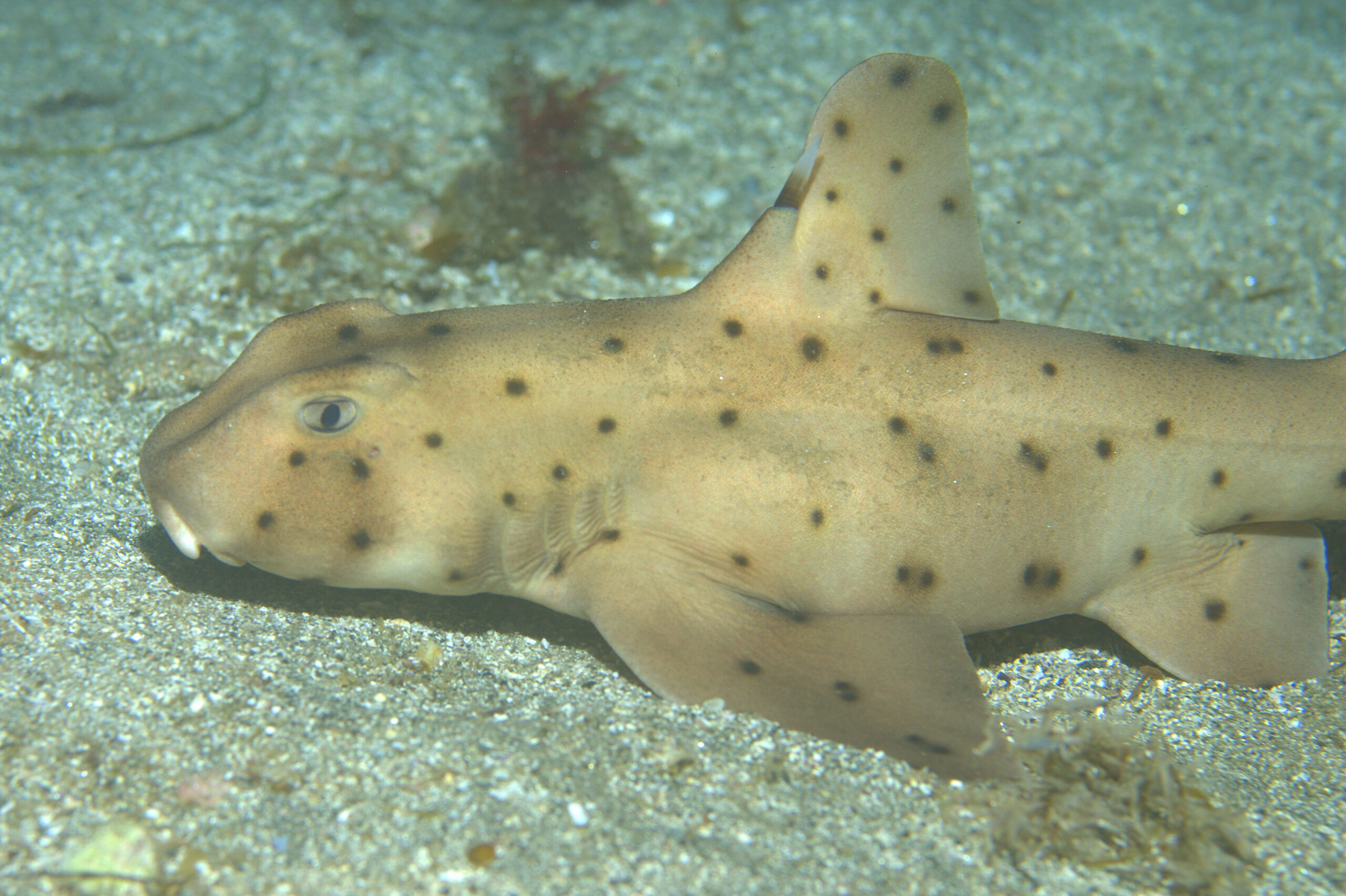 © Ed Bierman – Wikimedia Commons