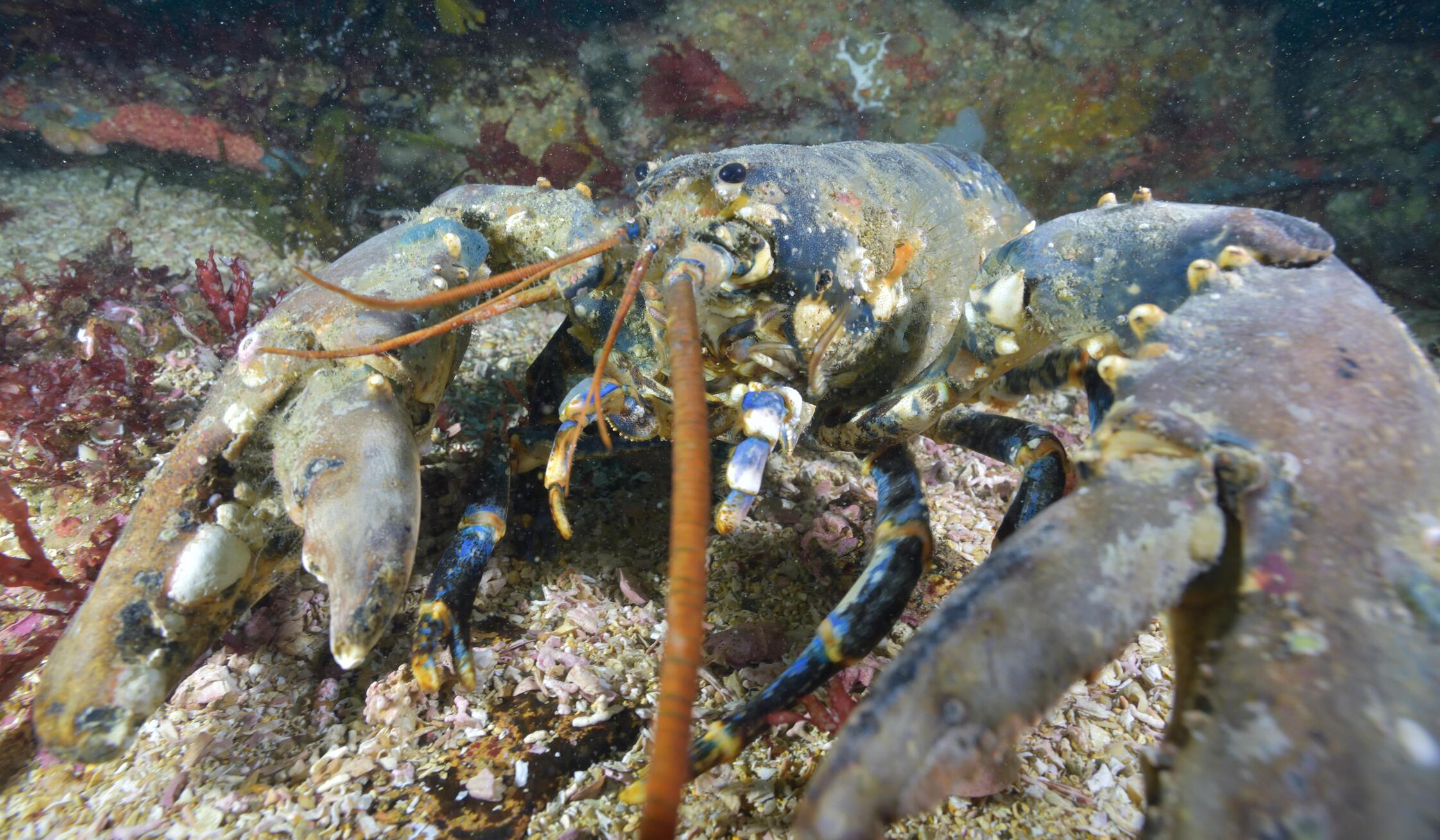 Homard européen (Homarus gammarus)