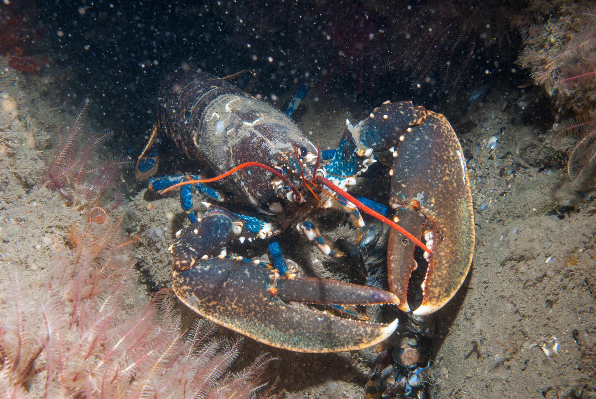 Le Homard Europ en Homarus Gammarus Le Homard Europ en Homarus Gammarus