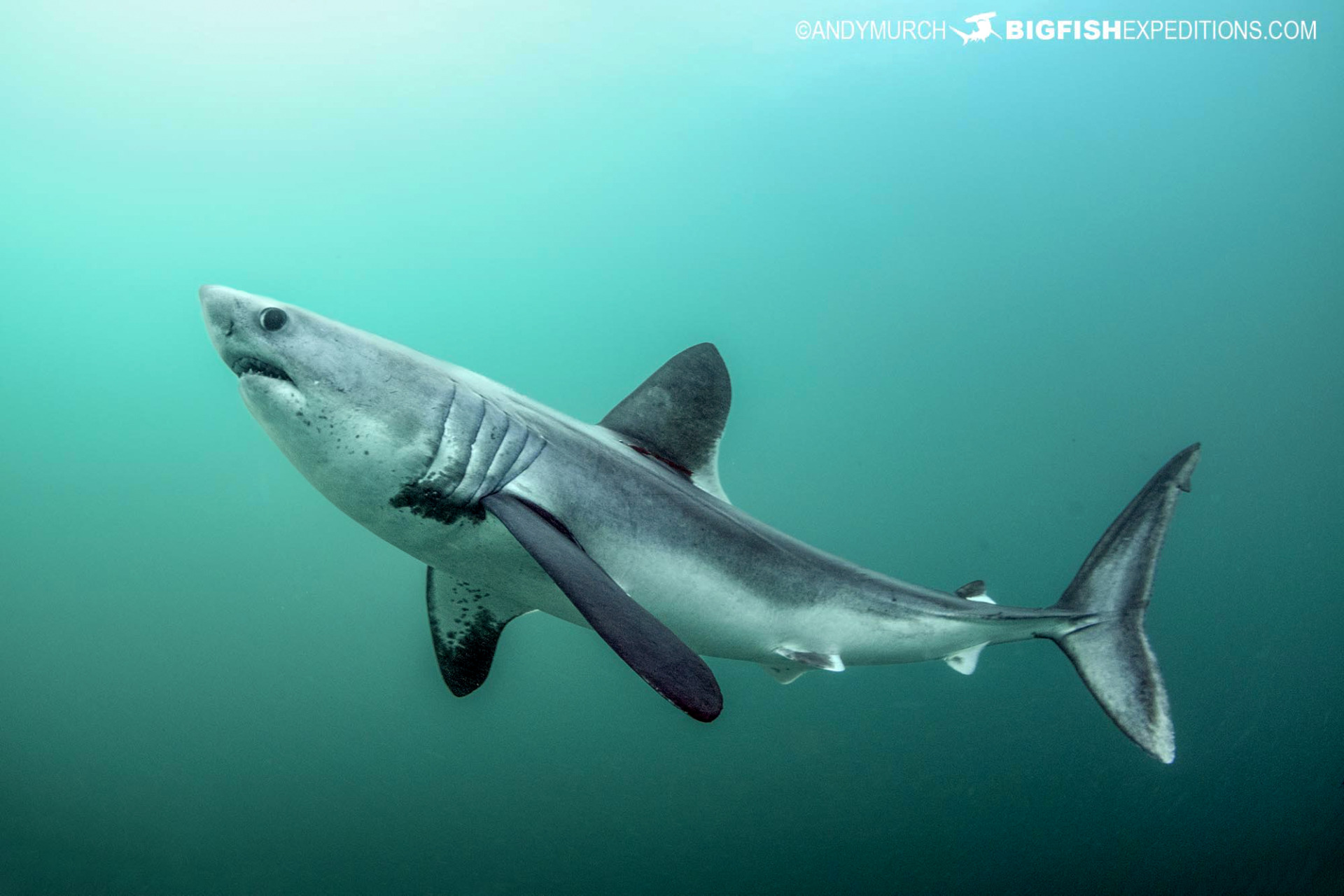Requin-taupe commun