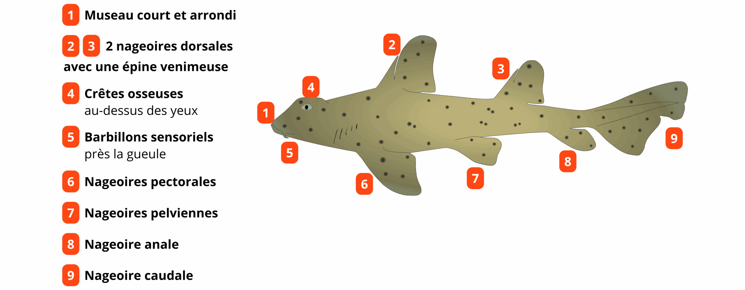 Requin-dormeur-tachete-1