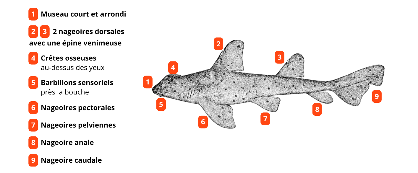 Requin dormeur tacheté