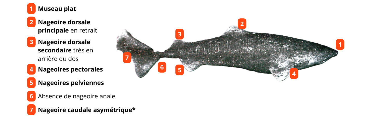 Requin-du-Groenland-1