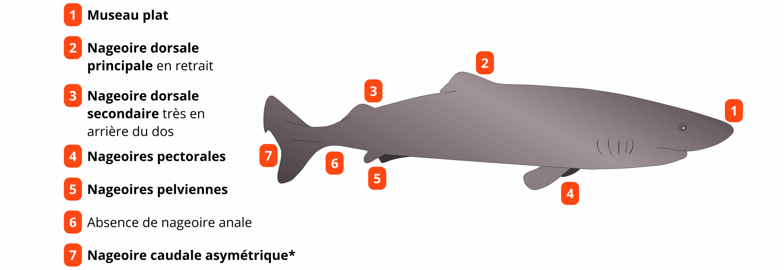 Requin-du-Groenland