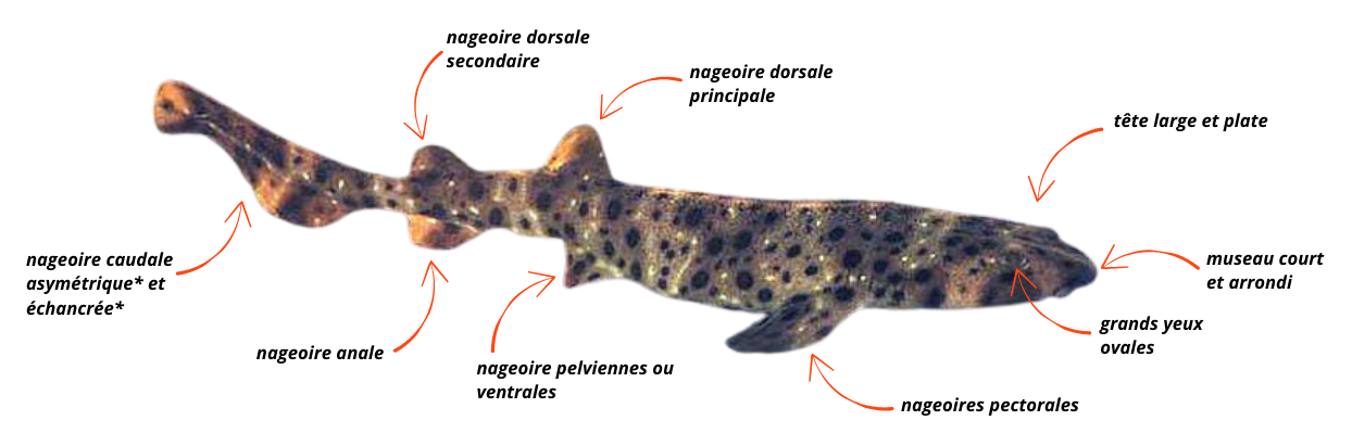 Requin-houle
