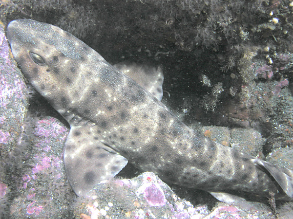 Swell_Shark,_San_Clemente_Island,_California
