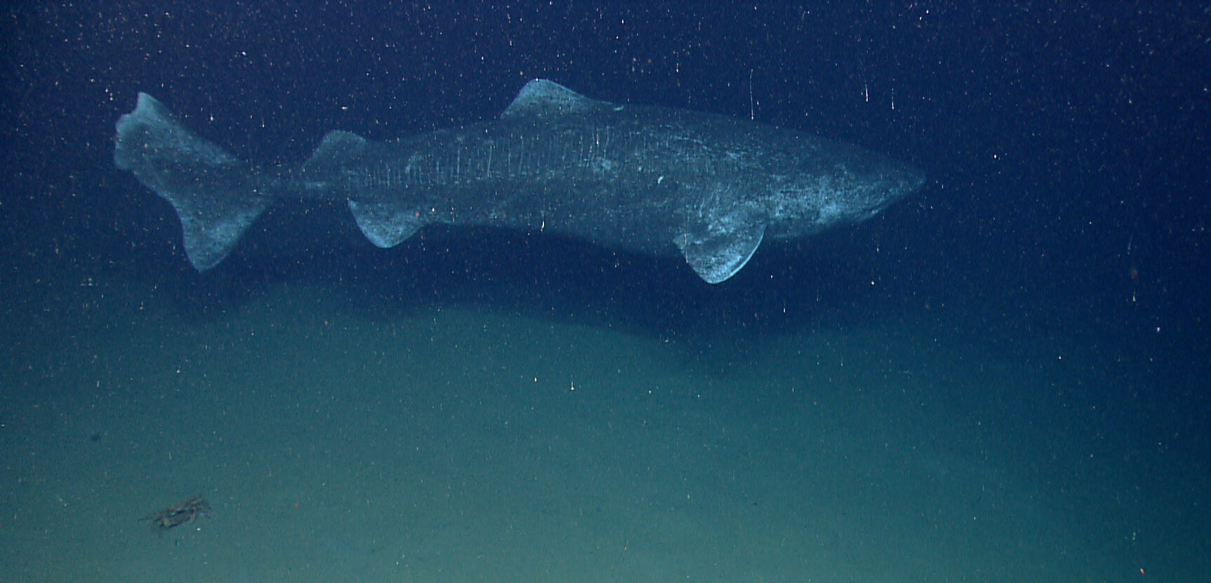 Requin du Groeland