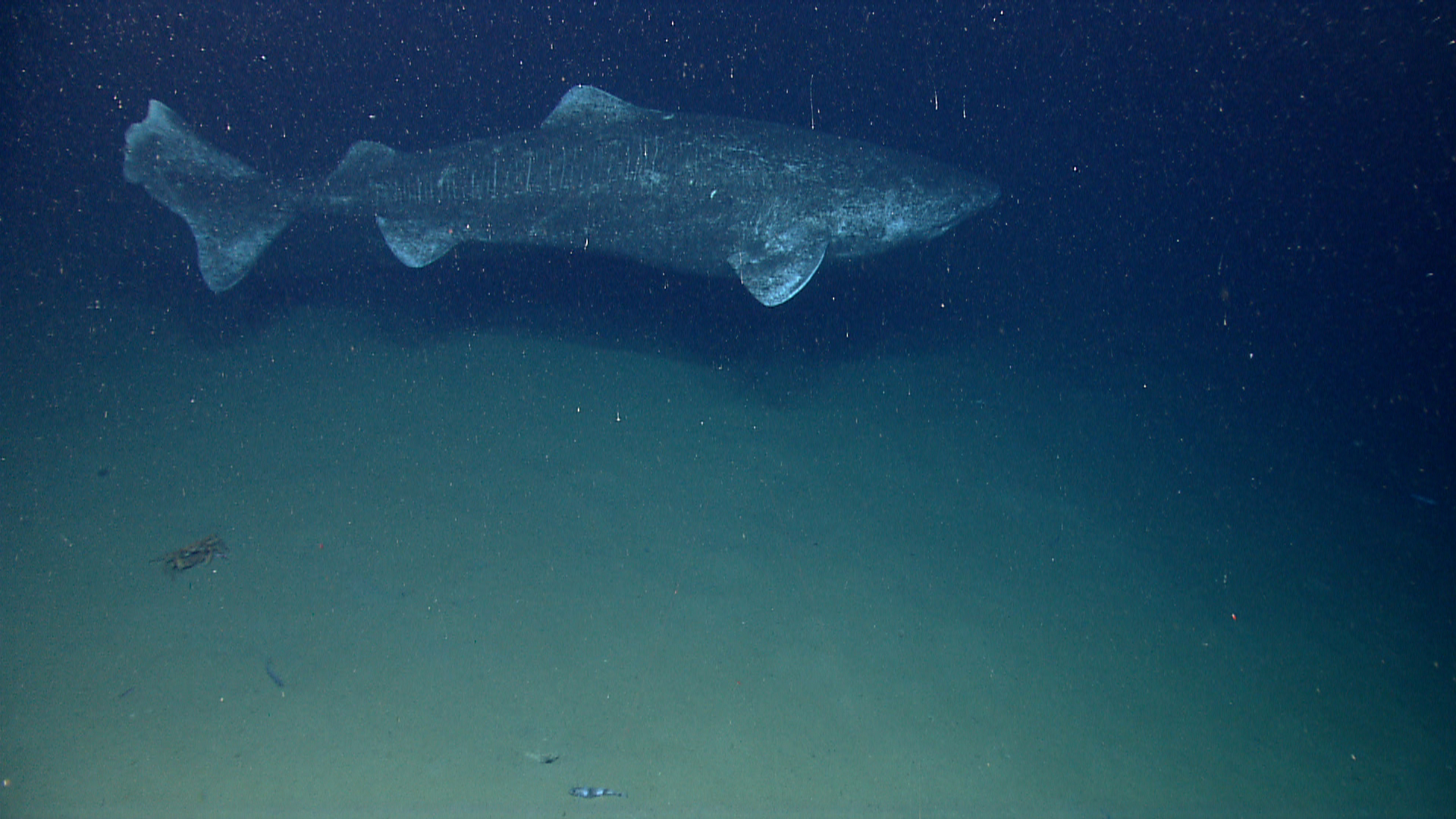 Requin du Groeland