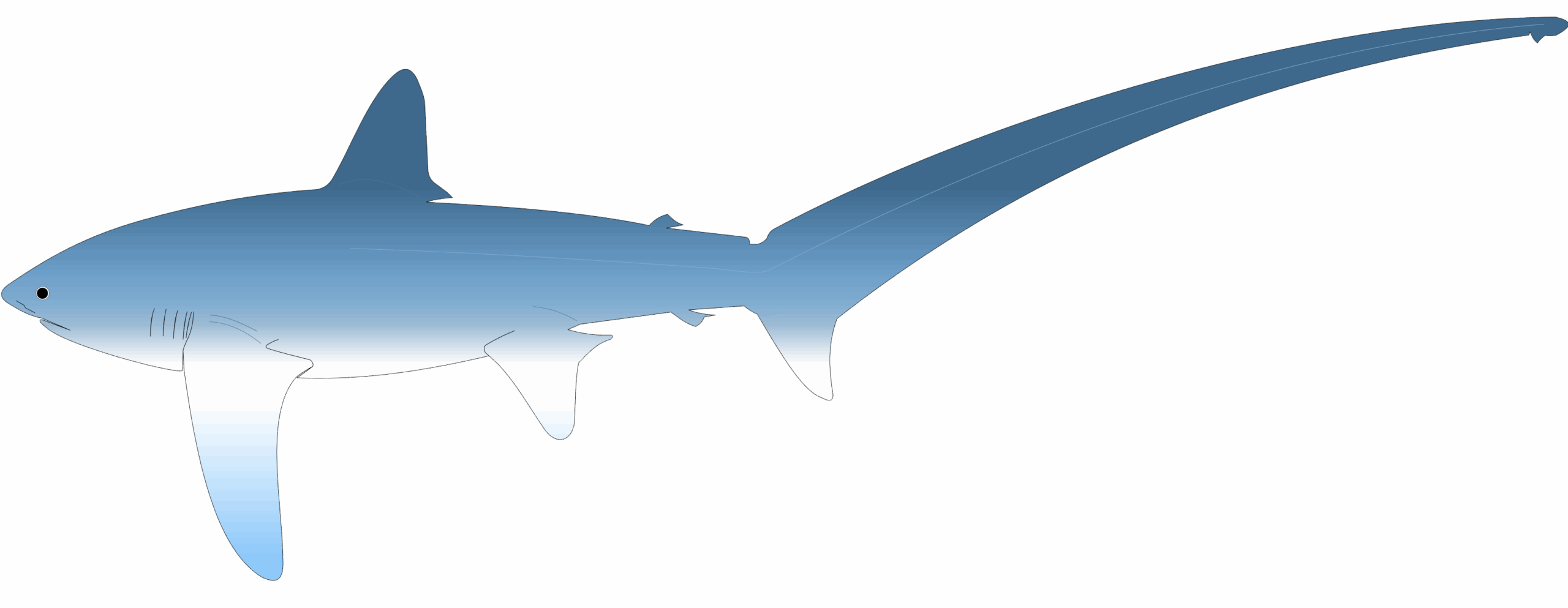 requin renard