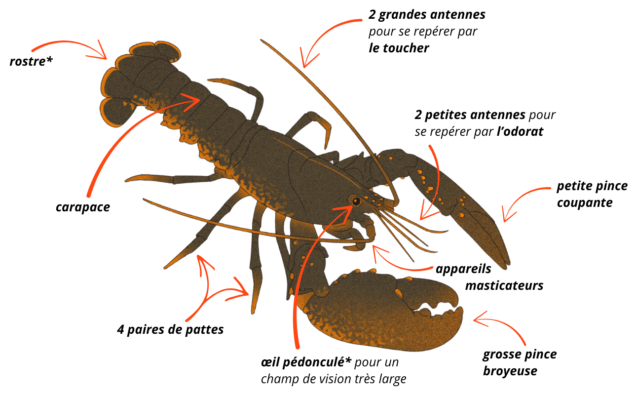 schéma homard européen