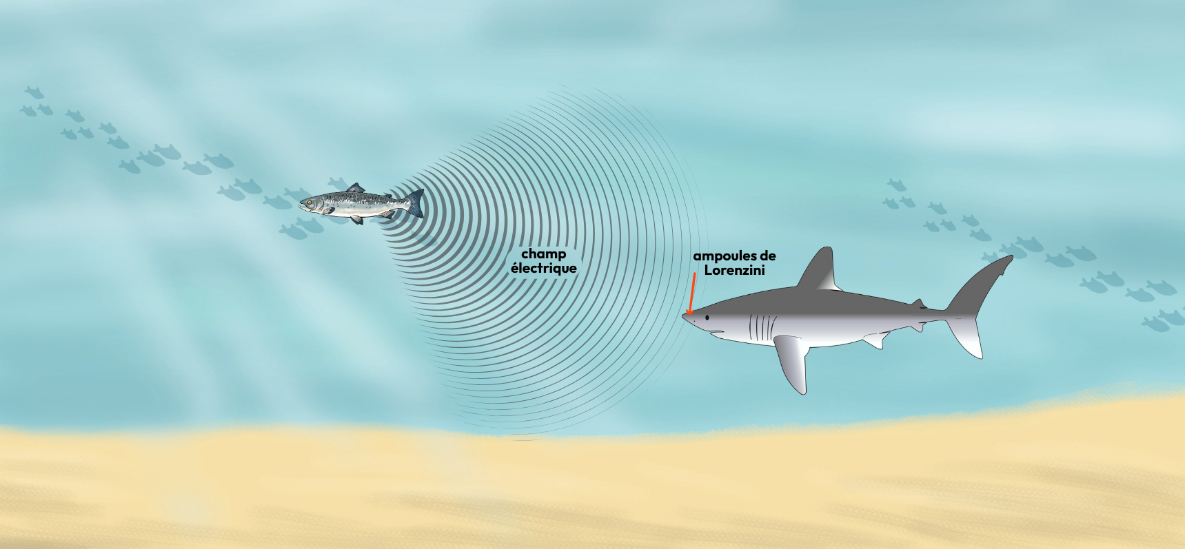 6e sens – ampoules de Lorenzini